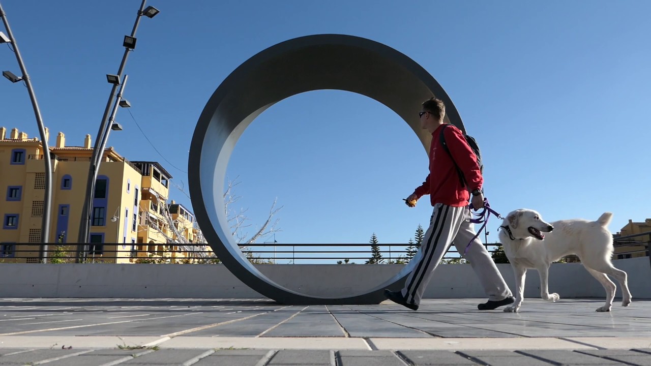 Pack instinct: "NO LONGER A PULLING DOG."