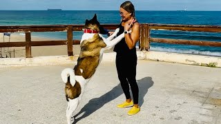 Fun dog training: fun with a Girl and her energetic Canine Companion in front of a beautiful Sea p1