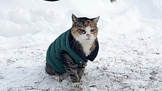 🔉Mountains of Snow and a Cat in a Puffer Vest 😲