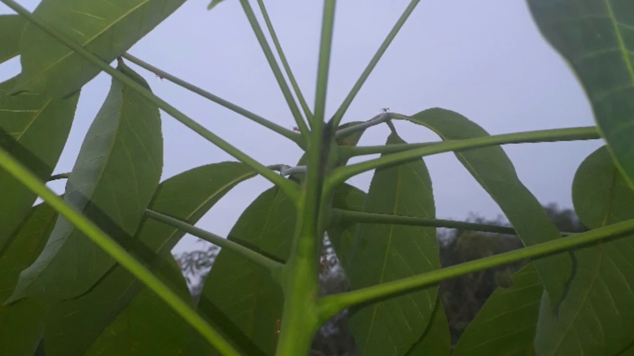Merangsang pertumbuhan cabang karet, rempes daun payung atas