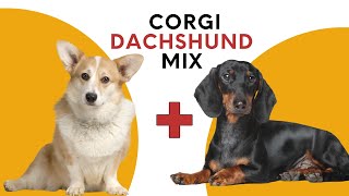 Corgi Dachshund Mix AKA Dorgii