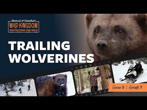 Trailing Wolverines