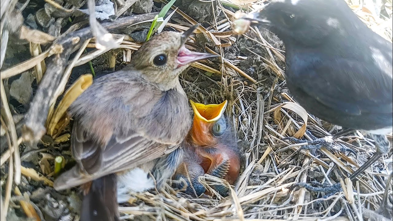 Familiar chat bird’s father brought a worm for the babies