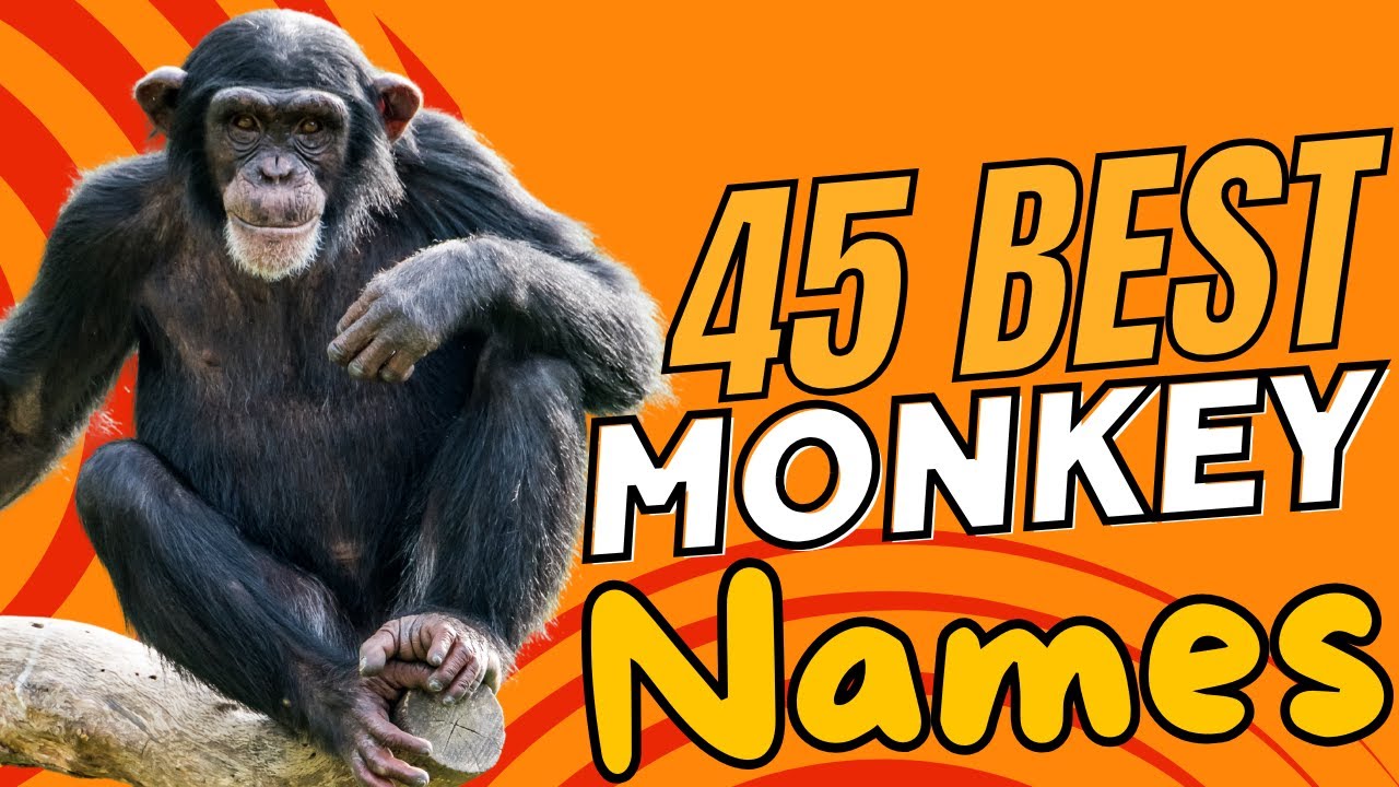 45 Best Monkey Names 🐒🌟