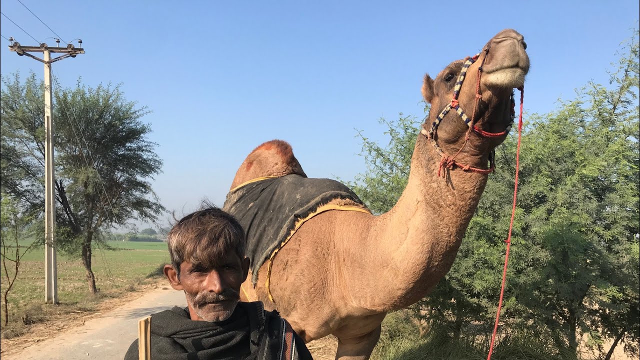 Animal:"Walk Like A Camel,"By StoryBots | Story Bots |  Camel Animal