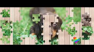 Cute sausage dog puppy jigsaw in real time - Could you do this puzzle faster? screenshot 3