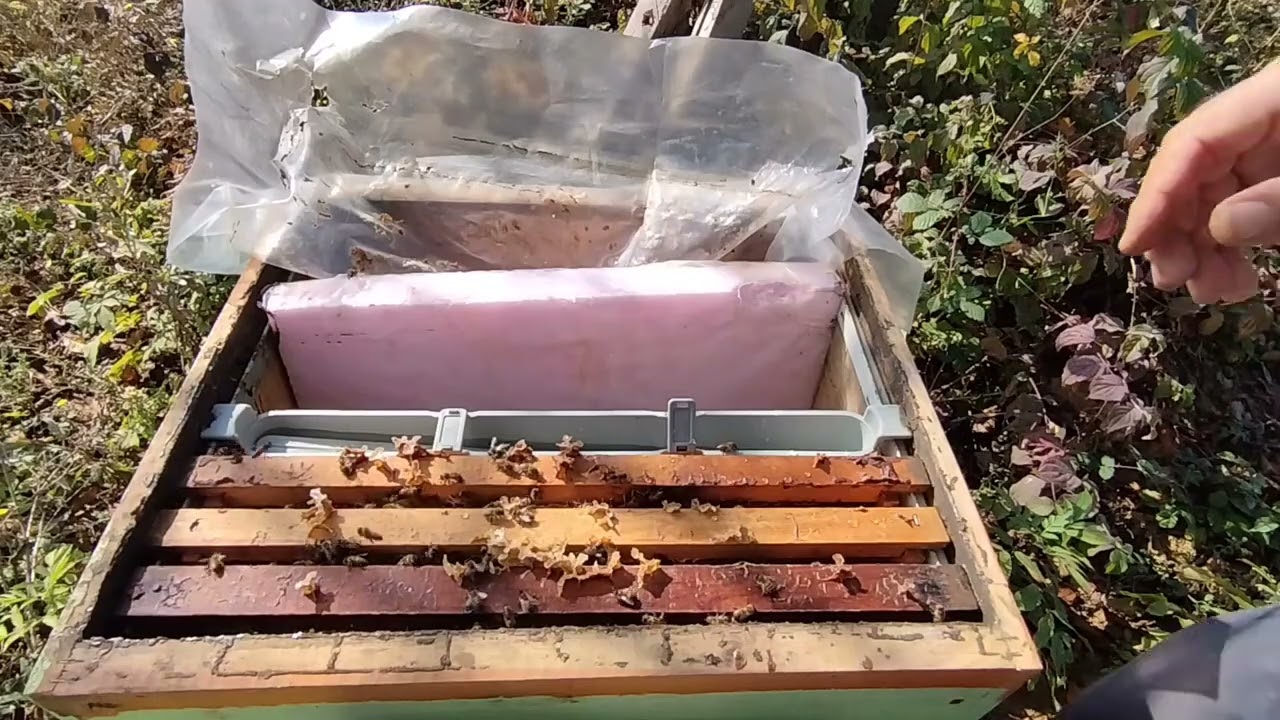 1- KIŞA HAZIR OLAN VE OLMAYAN KOVANLAR  ( 01.11.2023 )