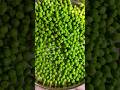 green peas paratha recipe #ytshorts #viralshort #shortvideo #paratha