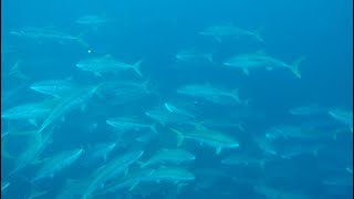Swimming with a MASSIVE school of Kingfish