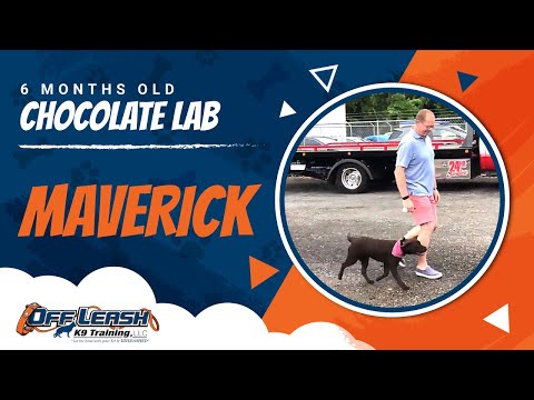 maverick-|-puppy-training-|-washington-dc-dog-trainer-|-off-leash