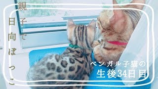 【生後34日目】親子でポカポカ日向ぼっこ。ベンガル猫ベルの子猫の成長記録
