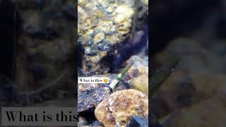 I Gave Up Trying To Id This