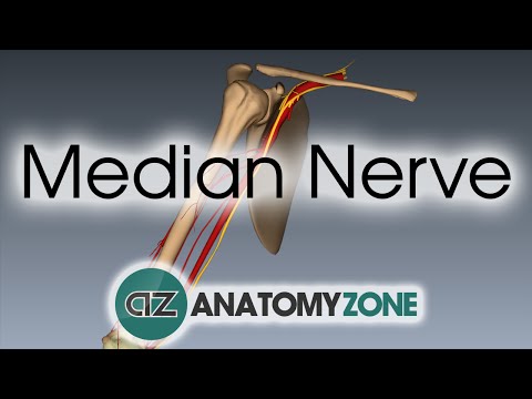 Video: Este funcția nervurii mediane?