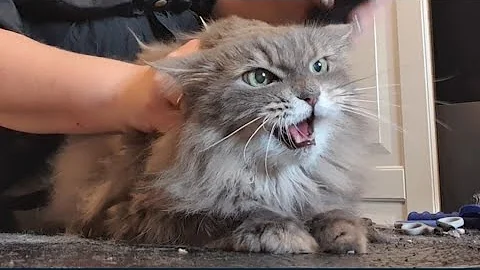 Watch the video about 😻💖✂️ Beautiful Simil Persian Cat Grooming #cats #cat #catgrooming #groomingcat #persiancat #cutecat