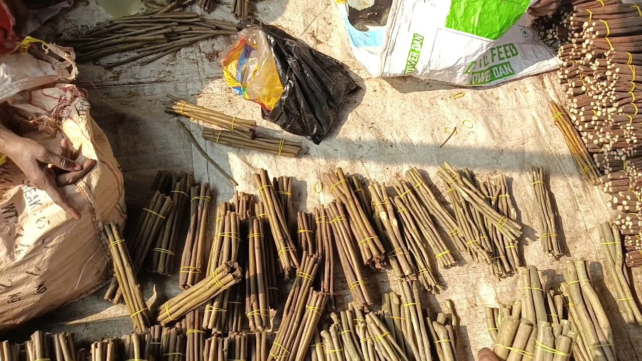 दातुन का दुकान !अलग अलग प्रकार का दातुन !