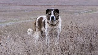 Aboriginal  Shepherd  Of Georgia 🇬🇪  Georgian Nagazi