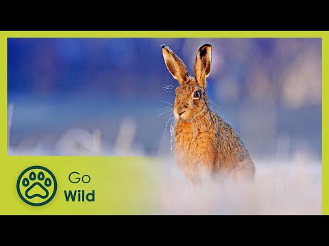 Poppy's Promise - Go Wild