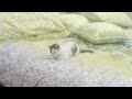 #shorts #cats #kittens