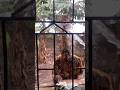 Thief #best #comedy #usa #funny #lol #india #viral #india #viral #fypシ #shorts #fyp #trending #reels