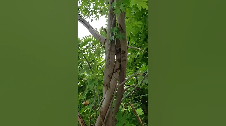 Ronnie Morrow - i braided a tree