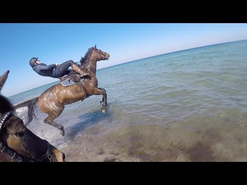 HORSE SEES OCEAN FOR THE FIRST TIME *funny fail*
