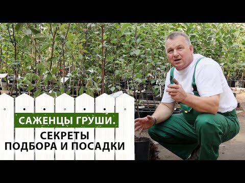 видео: Саженцы груш. Секреты подбора и посадки