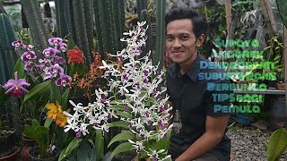 Supaya Anggrek Dendrobium Subur Dan Rajin Berbunga Tips Bagi Pemula