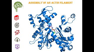 Assembly of an Actin Filament #education #neet #csirugcnet #cellbiology #cell #biology #net