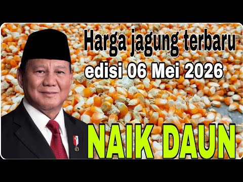 Harga Jagung Yang Sudah Dipipil