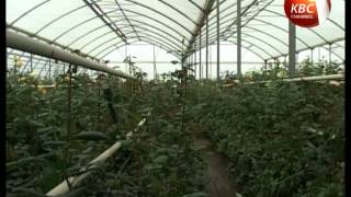 Kenya flower industry in a move to set own standards