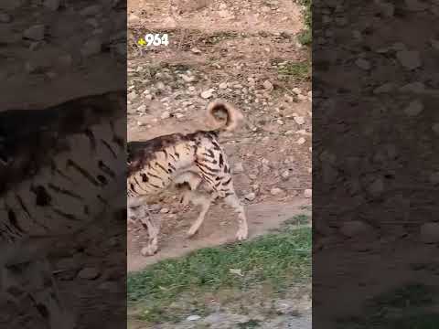 سەگی پشدەری خۆی دەڵێت شێرە کەچی لە گوندی هەنارەبە خەنە رەنگیان کردووە و کردوویانە بە پڵنگ
