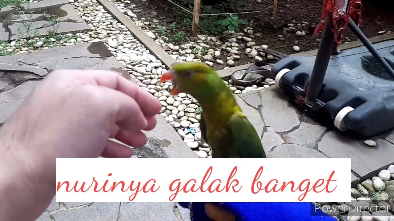 Menjinakan nuri galak