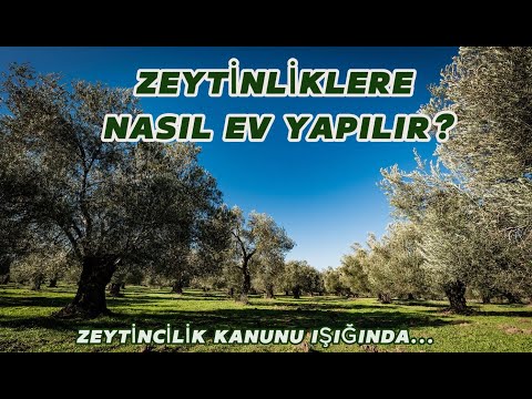 ZEYTİNLİK LERDE NASIL EV YAPARIM? İMAR DURUMU NASILDIR?