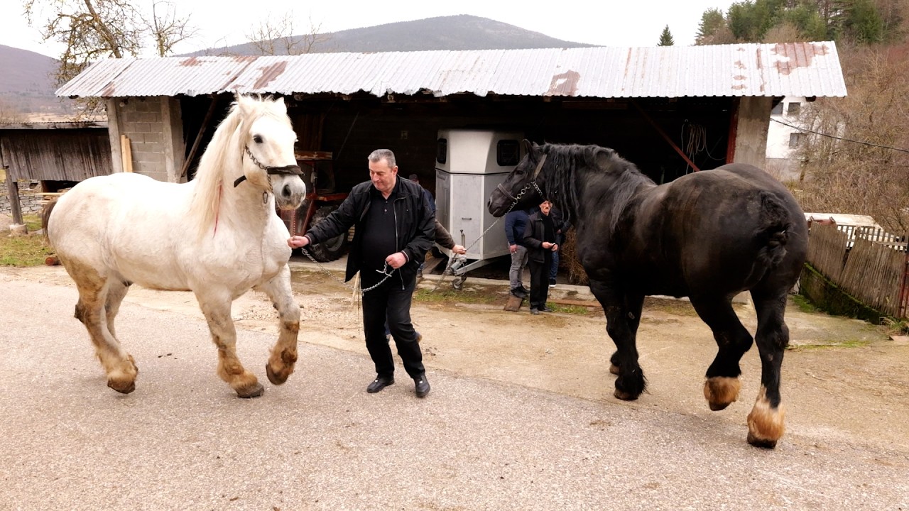 - ZIMA U ŠTALI DUCELJE NA VISOVIMA  KLEKOVAČE -