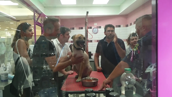 Caserta, il cane salvato dall'auto chiusa sotto al sole, riceve le prime cure