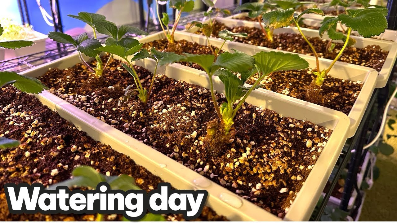 День полива