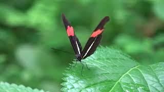 Download Lagu butterfly wouldn't fly away in Diergaarde Blijdorp MP3