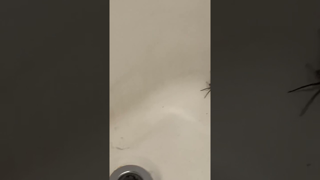 Mom has battle with Mouse spider 🙀