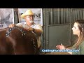 Superior Equine Sports Massage Therapy
