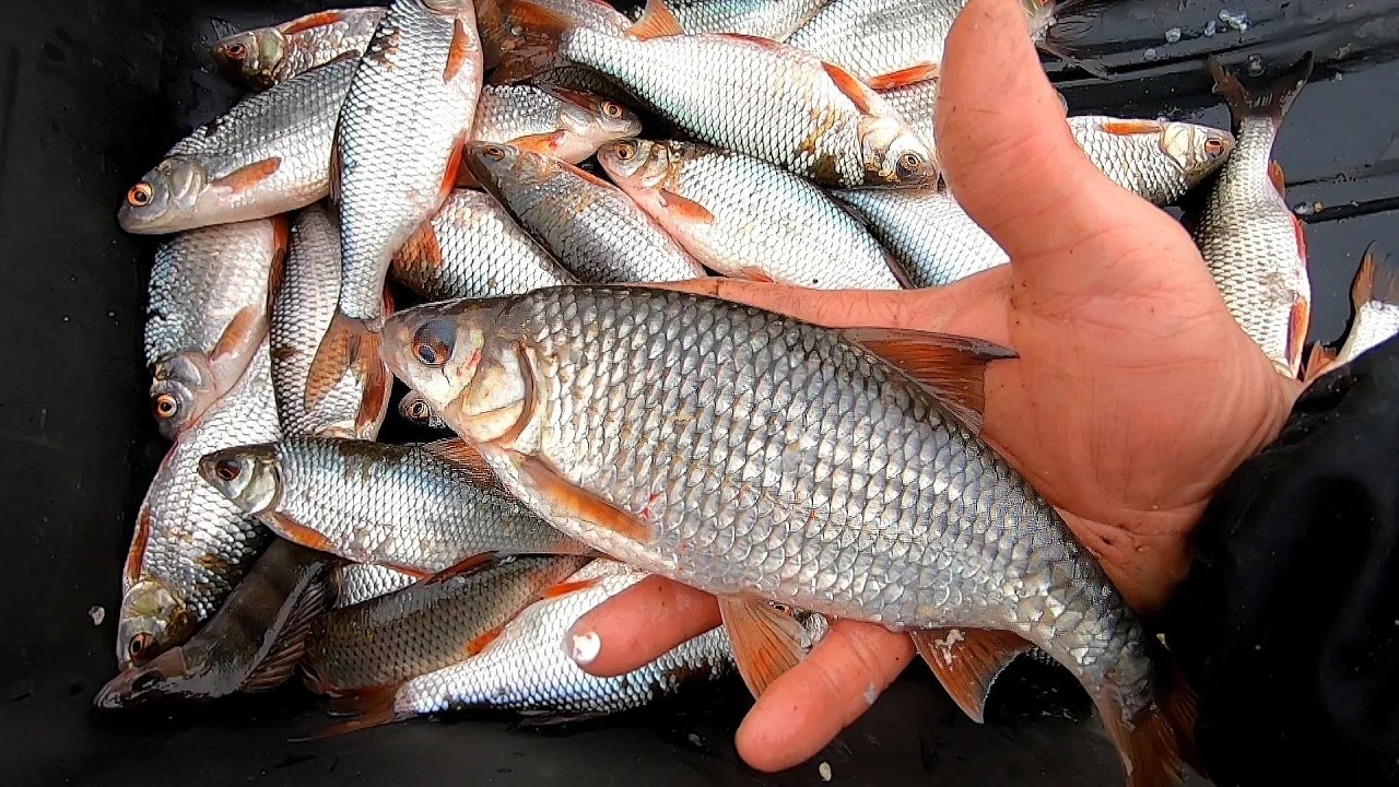 ОНА КАК СЕЛЁДКА! Рыбалка на КОСЫНКИ-Раскладушки!