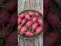 Harvesting Dragonfruits From My Garden 20 7 2025 Dragonfruitplant Harvest Gardening Dragonfruit Harvesting Dragonfruits From My Garden 20 7 2025 Dragonfruitplant Harvest Gardening Dragonfruit