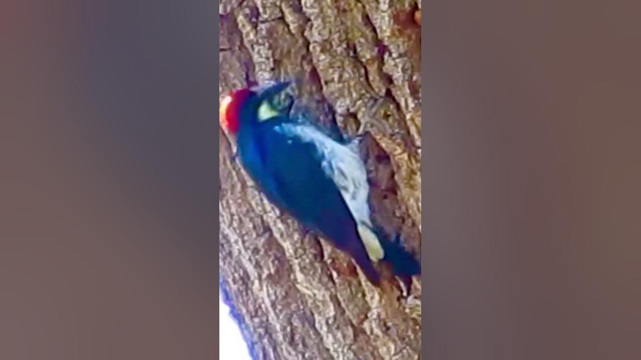 Acorn woodpecker hiding acorns on a granary tree. YouTube