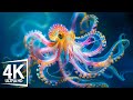 The Best 4K Aquarium - The Most Beautiful Fish In The World, The Ultimate Underwater Escape