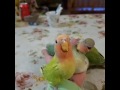 Lovebird opaline 2017!