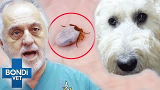 Groodle’s Life Is At Risk If Killer Ticks Aren’t Found Asap! 😱 | Bondi Vet Clips | Bondi Vet