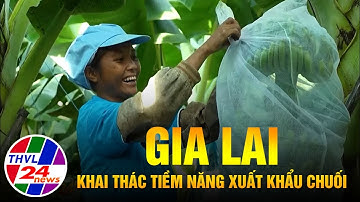 Gia Lai khai thác tiềm năng xuất khẩu chuối