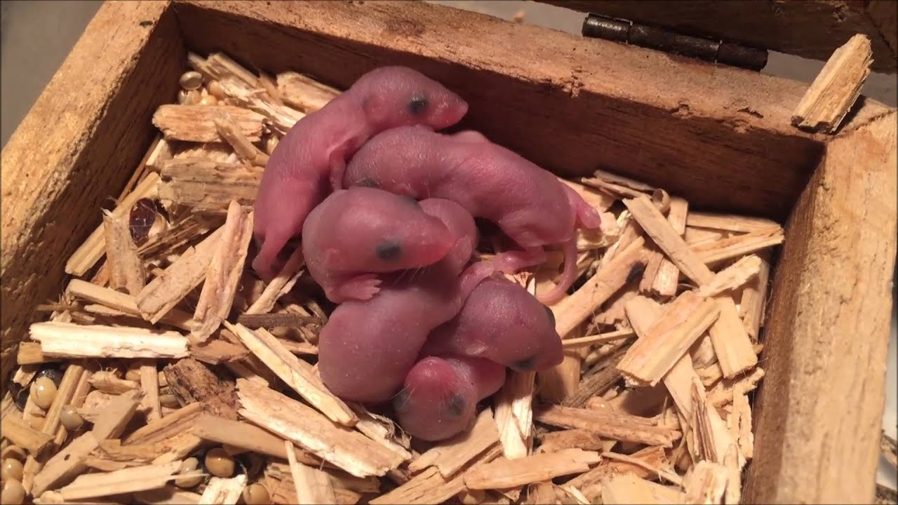Mus Minutoides Camada recién nacida.
