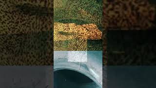 Hypergraphia Writing