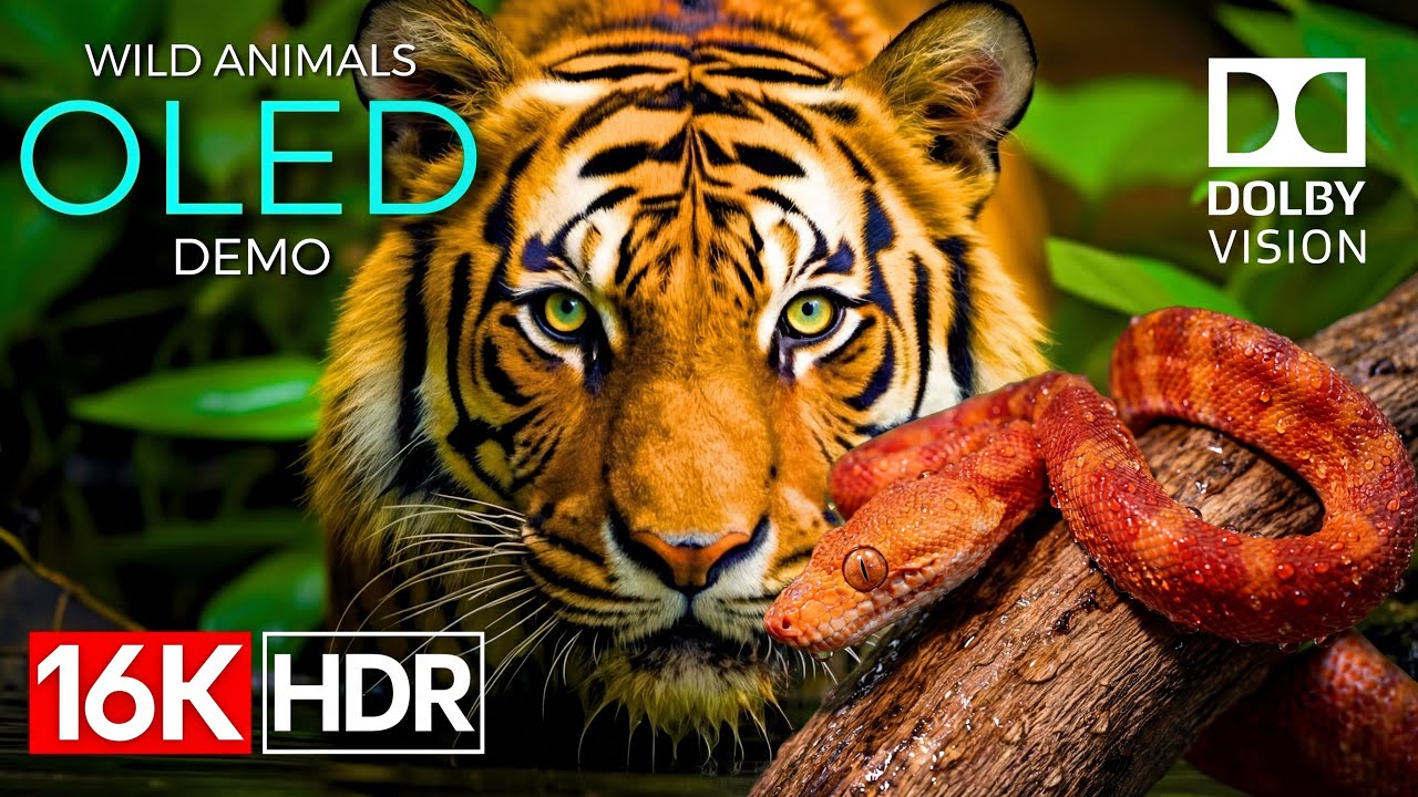 Ultra-Realistic Tiger | 8K HDR OLED Demo