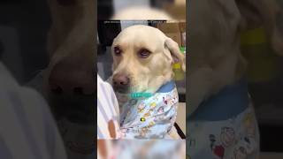 This Dog Protected Her Like Family 🐶🥹 #shorts #video ⭐